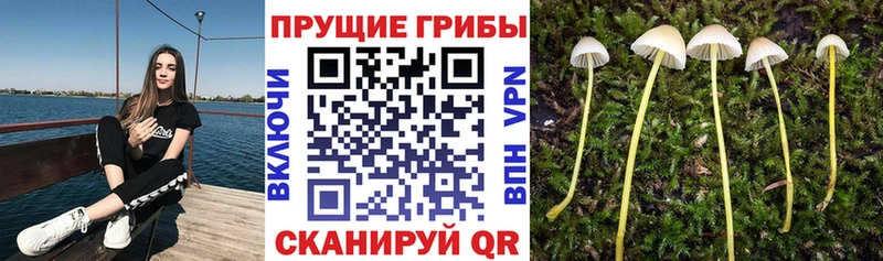 Галлюциногенные грибы MAGIC MUSHROOMS Борзя