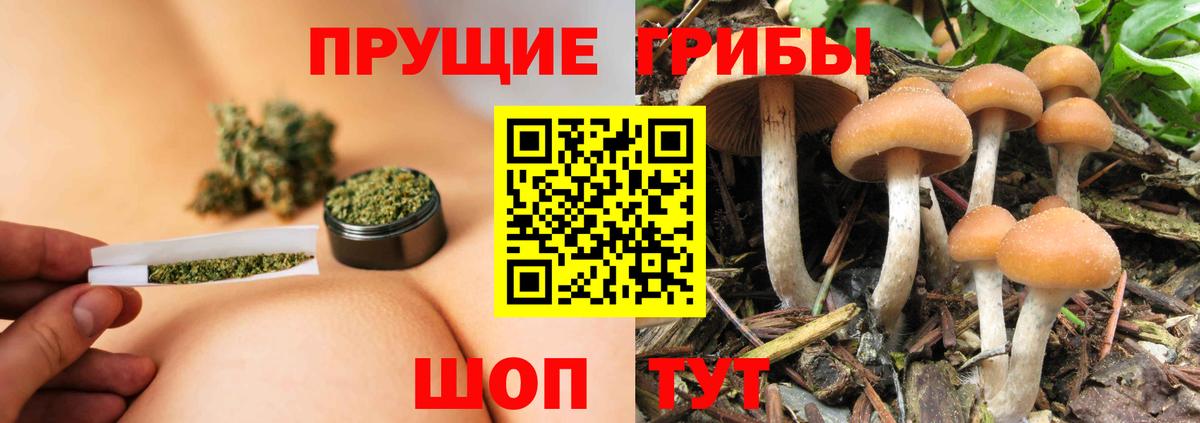 Галлюциногенные грибы Psilocybine cubensis Борзя